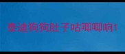 泰迪狗狗肚子咕唧唧响