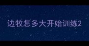 边牧怎多大开始训练