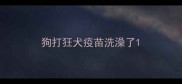 狗打狂犬疫苗洗澡了