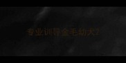 专业训导金毛幼犬