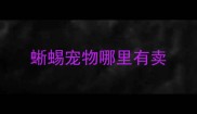 蜥蜴宠物哪里有卖