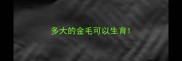 多大的金毛可以生育
