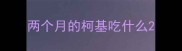 两个月的柯基吃什么