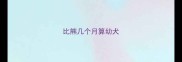 比熊几个月算幼犬