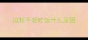 边牧不爱吃饭什么原因