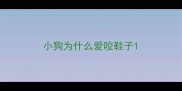 小狗为什么爱咬鞋子