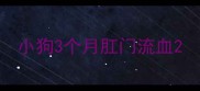 小狗3个月肛门流血