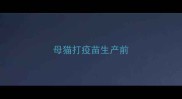 母猫打疫苗生产前