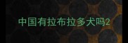 中国有拉布拉多犬吗