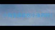 小狗发烧能吃小孩药吗