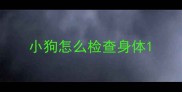 小狗怎么检查身体