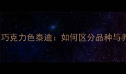 红色泰迪vs巧克力色泰迪如何区分品种与养护要点全