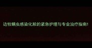 边牧螨虫感染化脓的紧急护理与专业治疗指南