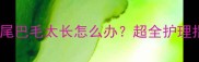 拉布拉多尾巴毛太长怎么办超全护理指南来啦