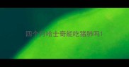 四个月哈士奇能吃猪肺吗