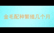金毛配种繁殖几个月