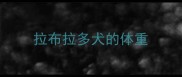 拉布拉多犬的体重