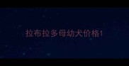 拉布拉多母幼犬价格