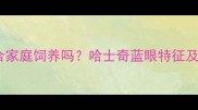 蓝眼哈士奇适合家庭饲养吗哈士奇蓝眼特征及科学养护指南