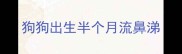 狗狗出生半个月流鼻涕
