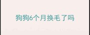 狗狗6个月换毛了吗