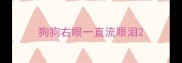 狗狗右眼一直流眼泪