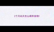 2个月幼犬怎么喂养食物