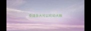 泰迪多大可以吃幼犬粮