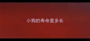 小狗的寿命是多长