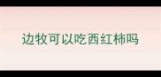 边牧可以吃西红柿吗