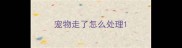 宠物走了怎么处理