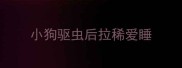 小狗驱虫后拉稀爱睡