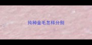 纯种金毛怎样分别