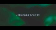 小狗适应温度多少正常