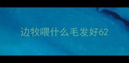 边牧喂什么毛发好6