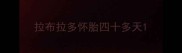 拉布拉多怀胎四十多天