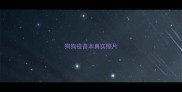 狗狗疫苗本真实照片