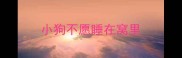 小狗不愿睡在窝里