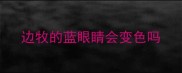 边牧的蓝眼睛会变色吗