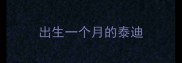 出生一个月的泰迪
