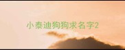 小泰迪狗狗求名字