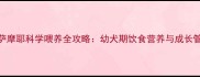 五个月萨摩耶科学喂养全攻略幼犬期饮食营养与成长管理指南