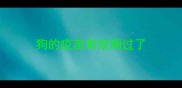 狗的疫苗有效期过了