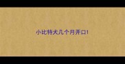 小比特犬几个月开口