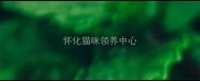 怀化猫咪领养中心