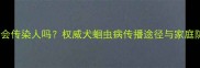 狗狗蛔虫会传染人吗权威犬蛔虫病传播途径与家庭防护指南