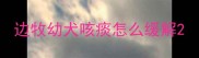 边牧幼犬咳痰怎么缓解