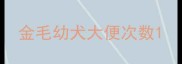 金毛幼犬大便次数