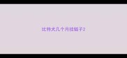 比特犬几个月挂链子