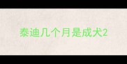 泰迪几个月是成犬